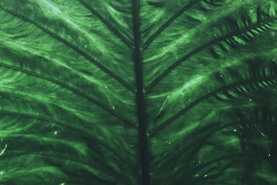 Full frame shot of palm leaves