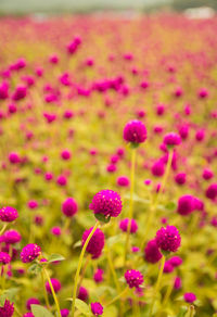 Close-up of pink flowers blooming on field