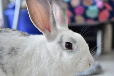 Close-up of white rabbit