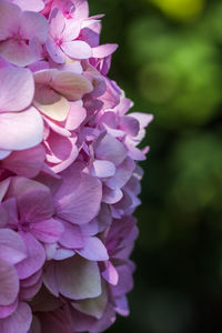 Close-up of flowers blooming outdoors