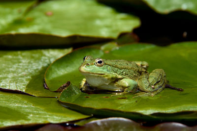 A bright green frog on the leaves prepares to jump.