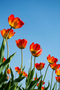Close-up of red flowering plants against clear sky