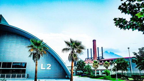 Low angle view of palm trees against sky