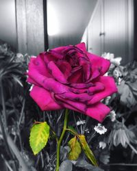 Close-up of pink flowers blooming outdoors