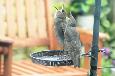 Close-up of bird perching on feeder