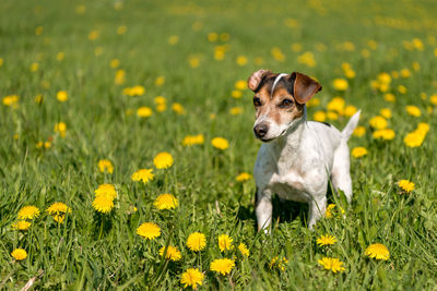 High angle view of dog on field