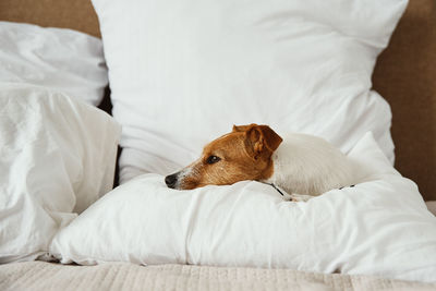 Dog sleeping and resting at the bed.