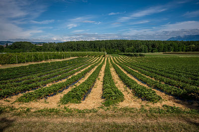 Scenic view of agricultural field against sky