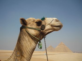 Side view of camel against pyramid at desert