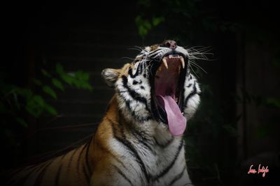 Close-up of a cat yawning