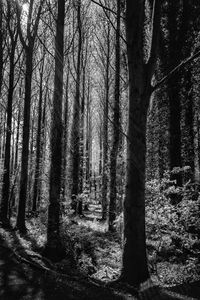 Trees in forest