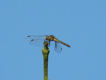 Low angle view of bird against clear blue sky