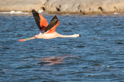 Bird flying over the sea