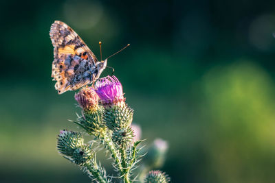 Close-up of butterfly pollinating on purple flower