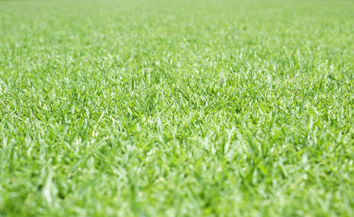 Full frame shot of grass on field