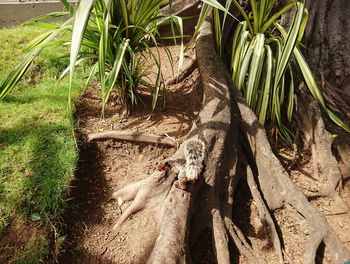 Close-up of plants on field