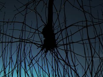 Low angle view of silhouette plants against sky