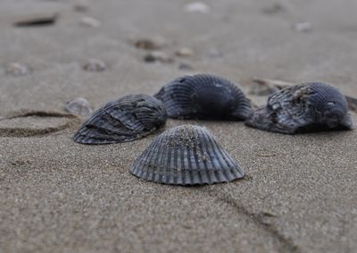 Close-up of seashell on sand at beach