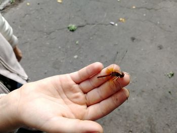 Close-up of hand holding butterfly