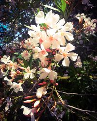 Close-up of white flowers blooming on tree