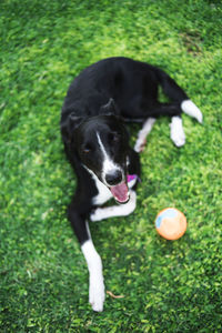 Black dog resting on field