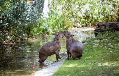 Capybaras by stream