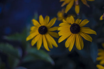 Close-up of yellow flower