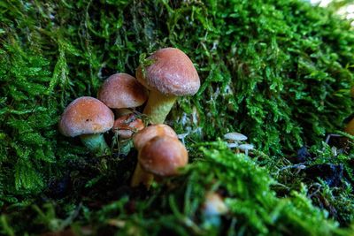 Close-up of mushrooms growing on field