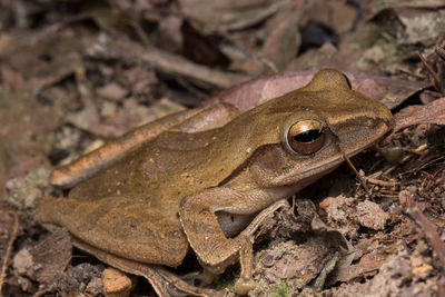 Close-up of frog on land