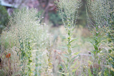 Close-up of flowering plants on field