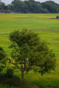 Scenic view of agricultural field