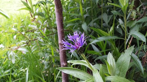 Close-up of purple flower