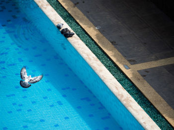 High angle view of turtle swimming in pool