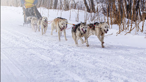 View of dogs on snow covered land