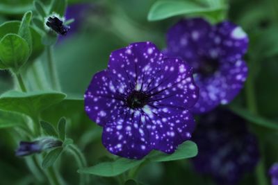 Close-up of purple flowering plant