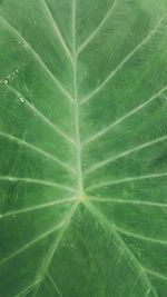 Full frame shot of raindrops on green leaves