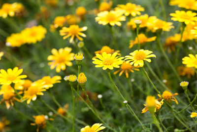 Close-up of yellow flowering plants on field