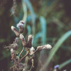 Close-up of thistle