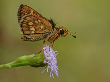 Close-up of butterfly pollinating on purple flower