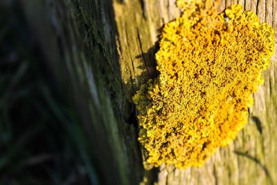 Close-up of yellow flower tree