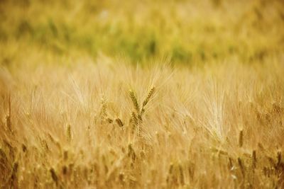 Close-up of wheat growing on field