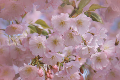 Close-up of pink cherry blossoms in spring