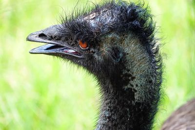 Close-up of a bird looking away