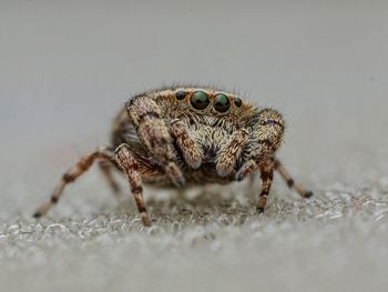 Close-up of spider