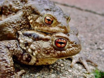 Close-up of frog on rock