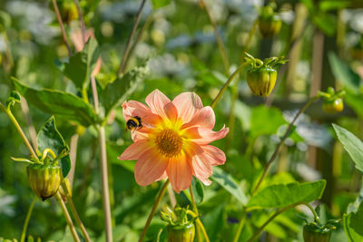 Close-up of bee pollinating on flower