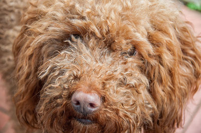 Close-up portrait of dog