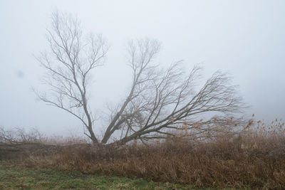 Bare tree on field against clear sky