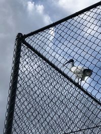 Low angle view of chainlink fence against sky