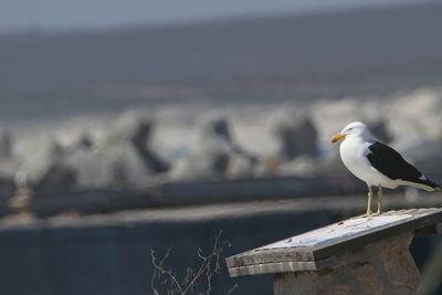 Seagull perching on wooden post